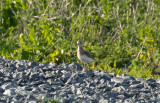 Orientpipare - Oriental Plover (Charadrius veredus)