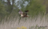 Brun krrhk - Western Marsh Harrier (Circus aeruginosus)