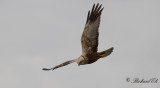 Brun kärrhök - Western Marsh Harrier (Circus aeruginosus)
