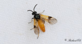 Athalia sp.