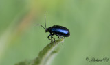 Allövbagge (Agelastica alni)
