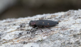 Bokpraktbagge (Chrysobothris affinis)