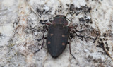Bokpraktbagge (Chrysobothris affinis)