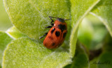 Gonioctena viminalis