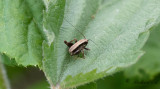Buskvårtbitare (Pholidoptera griseoaptera)
