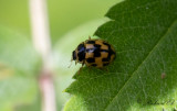 Schackbrdspiga - Fourteen spot ladybird (Propylea quatuordecimpunctata)