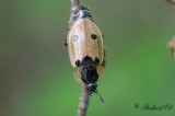 Fyrprickig asbagge (Dendroxena quadrimaculata)