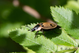 Fyrprickig asbagge (Dendroxena quadrimaculata)