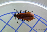 Schizotus pectinicornis