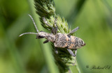 Lvtrdlpare - Longhorn Beetle (Rhagium mordax)
