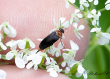 Rödbukad gaddbagge (Mordellochroa abdominalis)