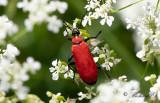 Stor kardinalbagge (Pyrochroa coccinea)