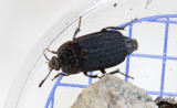 Thanatophilus sinuatus
