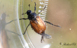 Trädgårdsborre (Phyllopertha horticola)