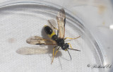 Tenthredo temula