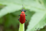 Stor kardinalbagge (Pyrochroa coccinea)