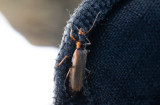 Podabrus alpinus