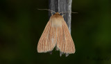 Halmgult grsfly - Common Wainscot (Mythimna pallens)