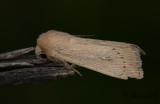 Prickgrsfly - Obscure Wainscot (Leucania obsoleta)
