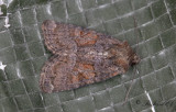 Rdskimrande ngsfly - Tawny Marbled Minor (Oligia latruncula)