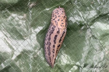 Pantersnigel (Limax maximus)