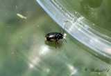 Cryptocephalus moraei