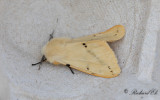 Gul tigerspinnare - Buff Ermine (Spilosoma luteum)