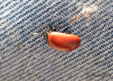 Aspglansbagge (Chrysomela populi)