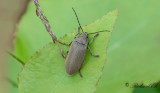 Dascillus cervinus