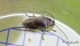 Dascillus cervinus