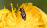 Fyrprickig praktbagge (Anthaxia quadripunctata)