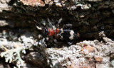 Myrbagge - European Red-bellied Clerid (Thanasimus formicarius)