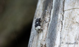 Vanlig plattnosbagge (Platystomos albinus)