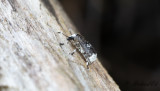 Vanlig plattnosbagge (Platystomos albinus)