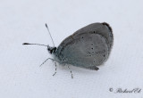 Mindre blvinge - Small Blue (Cupido minimus)