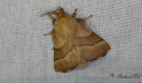 Buskringspinnare - Lackey Moth (Malacosoma neustrium)