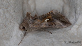 Gammafly - Silver Y moth (Autographa gamma)