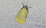 Vit borstspinnare - Four-dotted Footman (Cybosia mesomella)