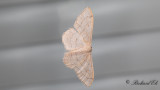 Skugglinjelvmtare (Idaea deversaria)