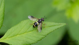 Tvåbandad getingfluga (Chrysotoxum bicinctum)