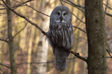 Lappuggla - Great Grey Owl (Strix nebulosa)