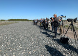 Oriental Plover - twitchers