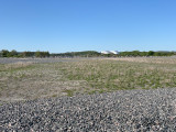 Oriental Plover - twitchers