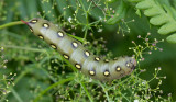 Brunsprtad skymningssvrmare - Bedstraw Hawk-Moth (Hyles gallii)