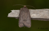 Treprickigt buskfly - Mouse Moth (Amphipyra tragopoginis)