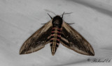 Ligustersvrmare - Privet Hawk-moth (Sphinx ligustri)