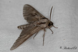 Tallsvrmare - Pine Hawk-moth (Sphinx pinastri)