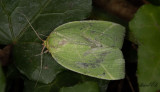 Strre btspinnare - Scarce Silver-lines (Bena bicolorana)