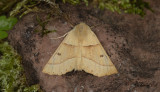 Rovmtare - Scalloped Oak (Crocallis elinguaria)