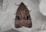 Pyramidbuskfly - Copper Underwing (Amphipyra pyramidea)